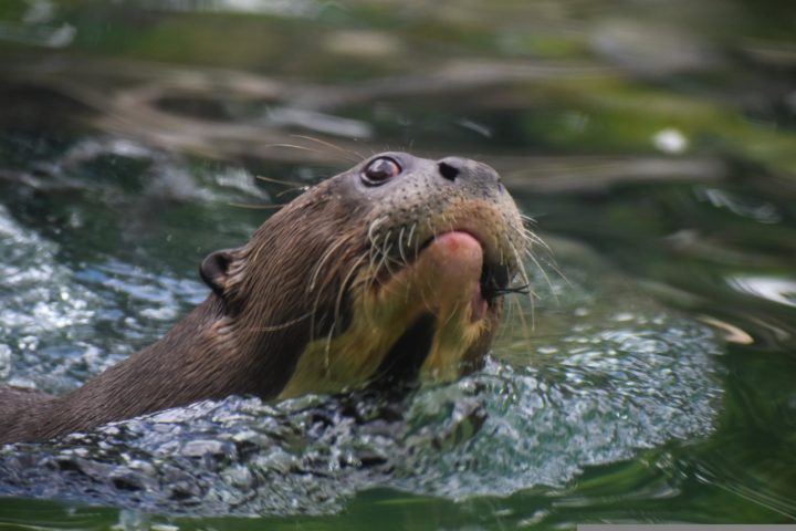 Drowning Rats - The Hope Experiment: Dr. Curt Richter's Harvard Rat ...