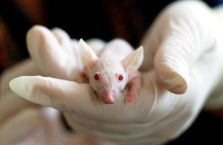 Drowning Rats – The Hope Experiment:  Dr. Curt Richter’s Harvard Rat Study